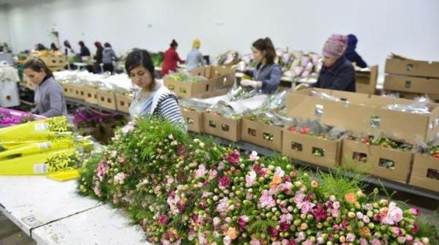 Annelere 150 Milyon Dal &Ccedil;i&ccedil;ek