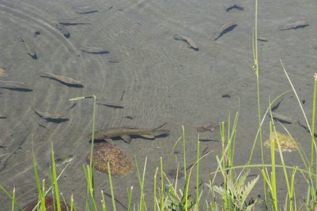Kozluk&rsquo;un &lsquo;balıklı G&ouml;l&rsquo;&uuml; İlgi Bekliyor