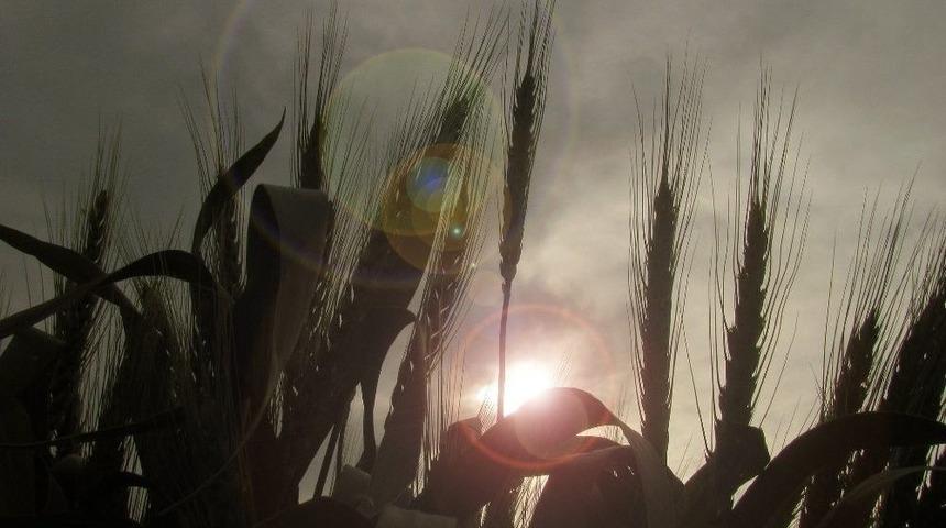 Yağışlar, Araban Ovası&rsquo;na Bereket Getirdi