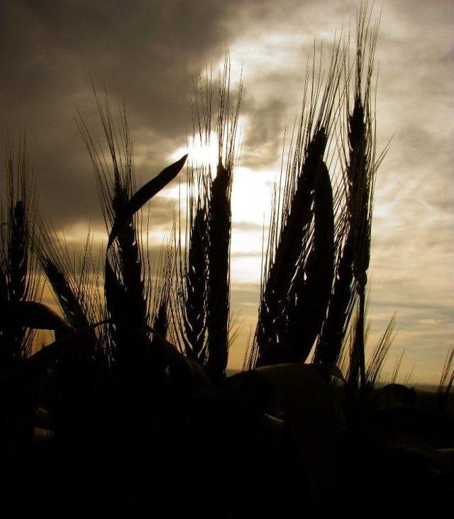 Yağışlar, Araban Ovası&rsquo;na Bereket Getirdi 1