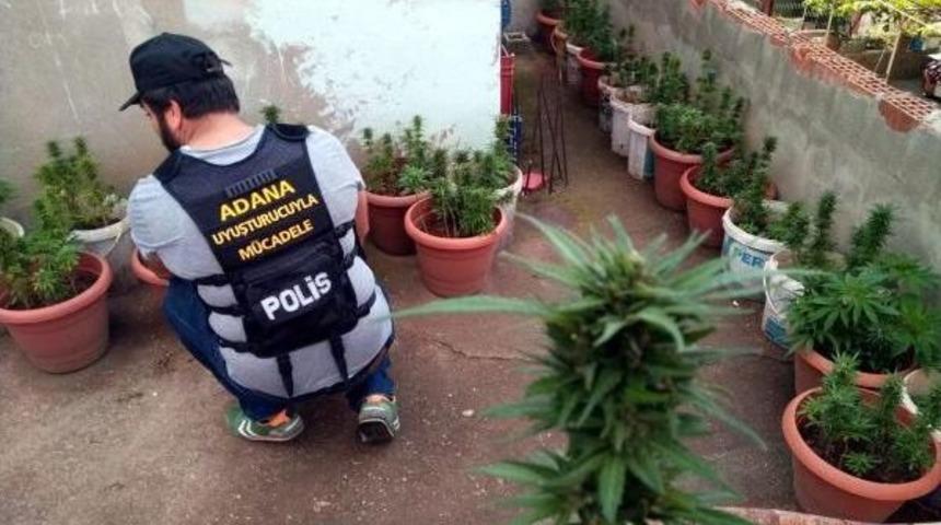 Kaliteli Uyuşturucu Bulamayınca Kendisi Yetiştirmiş