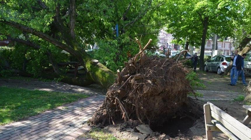 Fatsa&rsquo;da Yarım Asırlık &Ccedil;ınar R&uuml;zgara Dayanamadı