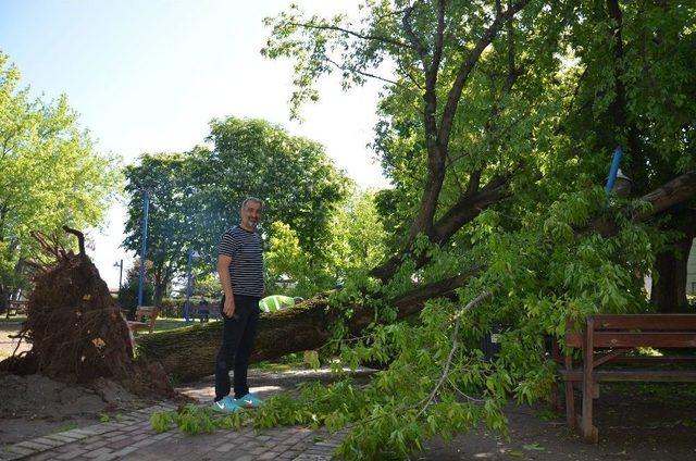 Fatsa’da Yarım Asırlık Çınar Rüzgara Dayanamadı