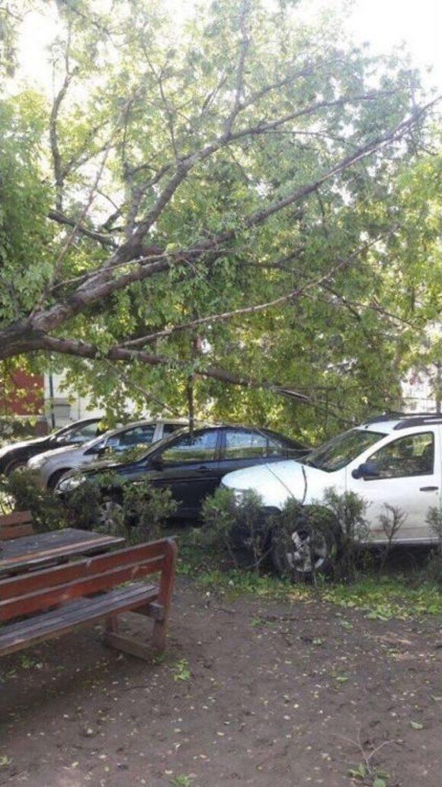 Fatsa’da Yarım Asırlık Çınar Rüzgara Dayanamadı