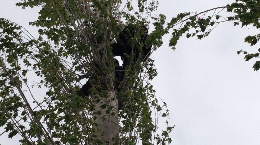 Kesmek İ&ccedil;in &Ccedil;ıktığı Ağa&ccedil;ta Mahsur Kaldı