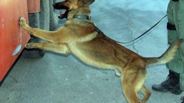 Narkotik Köpeği ’dino’ Uyuşturucu Tacirlerine Göz Açtırmıyor
