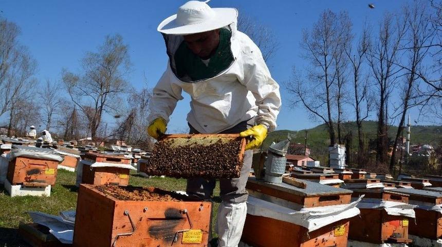 Ordulu Arıcılar &rsquo;arı&rsquo; Gibi
