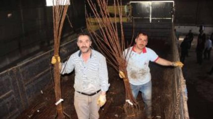 Muş&rsquo;ta 32 Bin Meyve Fidanı Dağıtıldı