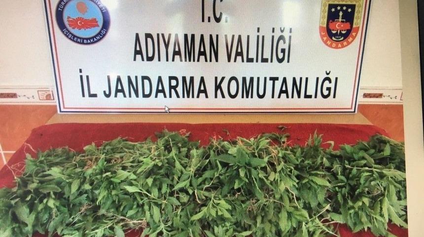 Saksıda Kenevir Bitkisi Ele Ge&ccedil;irildi