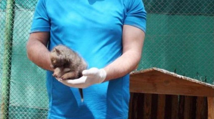 Diyarbakır&rsquo;Da Bulunan 7 Kurt Yavrusu Şanlıurfa&rsquo;Ya Getirildi