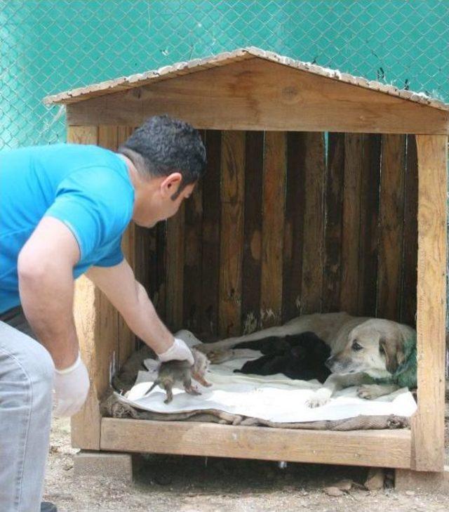Diyarbakır&rsquo;Da Bulunan 7 Kurt Yavrusu Şanlıurfa&rsquo;Ya Getirildi 3