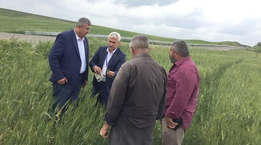 &Ccedil;ift&ccedil;ilerin Beyaz Başak Endişesi