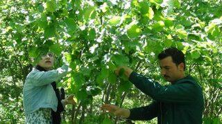 Giresun'da Fırtına, Fındığa Zarar Verdi