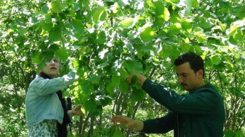 Giresun'da Fırtına, Fındığa Zarar Verdi