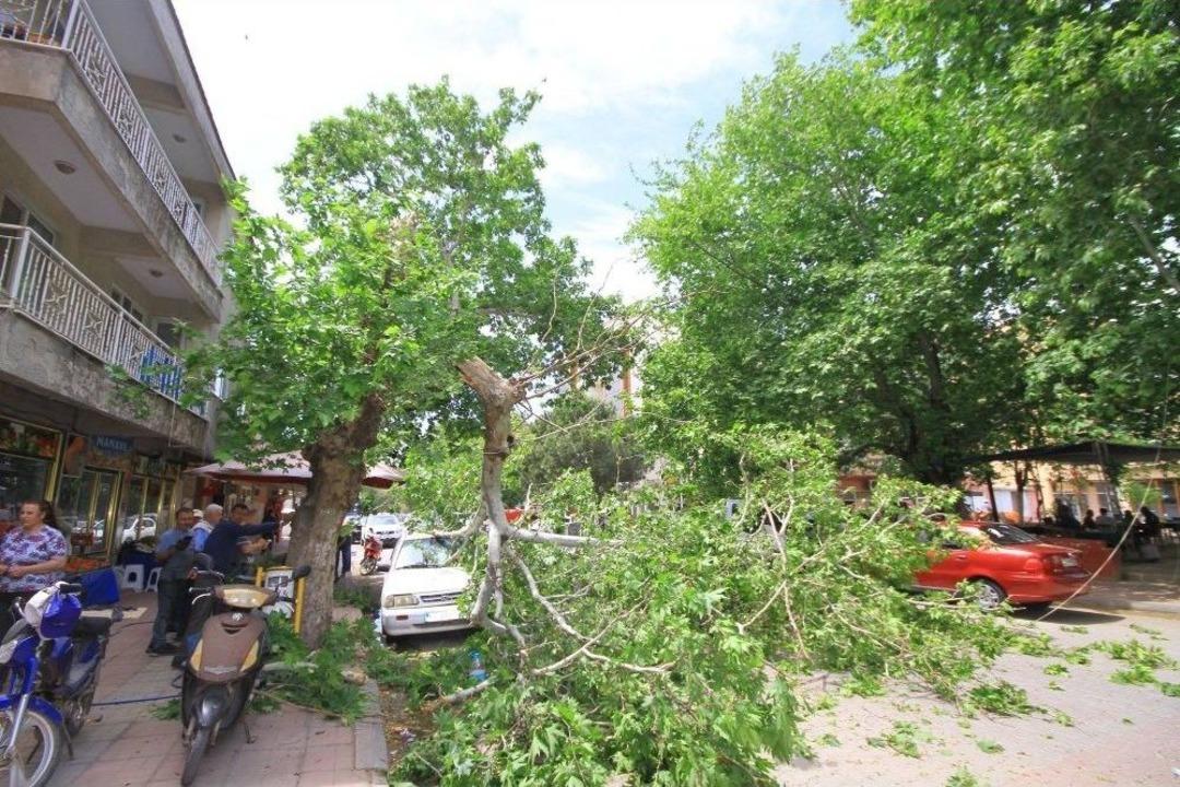 R&uuml;zgara Dayanamayan Asırlık &Ccedil;ınarın Dalı Otomobilin &Uuml;zerine D&uuml;şt&uuml;