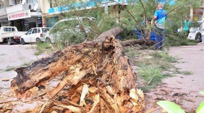 Şiddetli Lodosta Devrilen Ağa&ccedil; 2 Otomobilin &Uuml;st&uuml;ne D&uuml;şt&uuml;