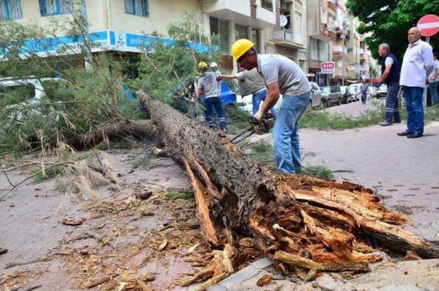 Şiddetli Lodosta Devrilen Ağaç 2 Otomobilin Üstüne Düştü