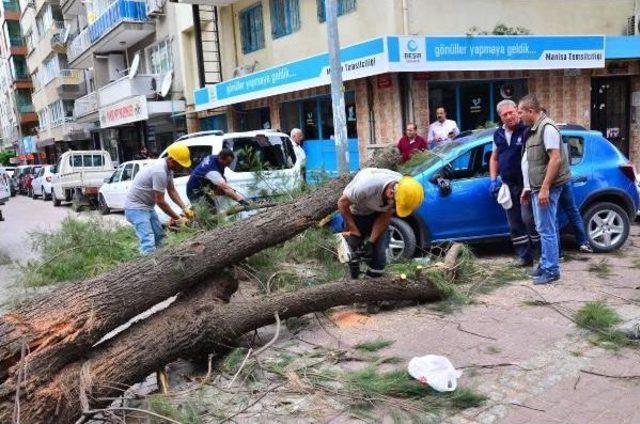 Şiddetli Lodosta Devrilen Ağaç 2 Otomobilin Üstüne Düştü