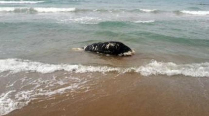 Side&rsquo;de Sahiline &Ouml;l&uuml; İnek Vurdu