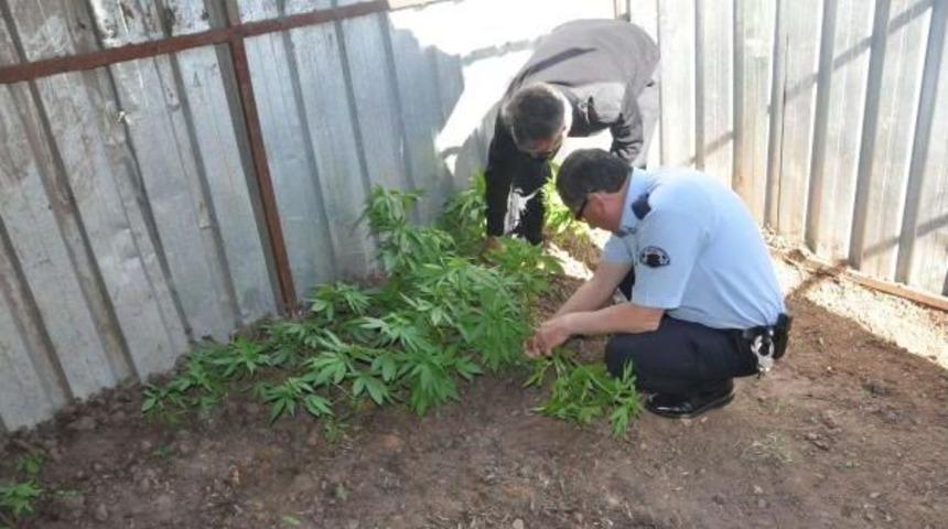 Ayvacık'ta 705 K&ouml;k Hintkeneviri Ele Ge&ccedil;irildi