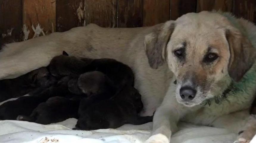 Yavru Kurtlara Anne K&ouml;pek Şefkati