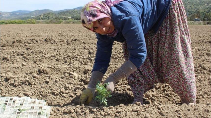 Domates &Uuml;reticisi Umut Dolu Bir Sezon Bekliyor