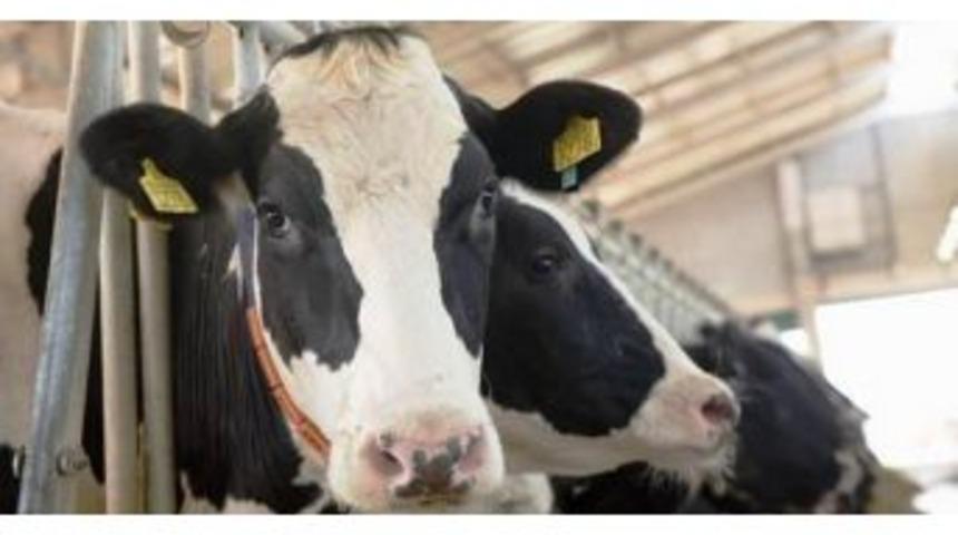 Hayvan Sahiplerine &Ouml;nemli Uyarı