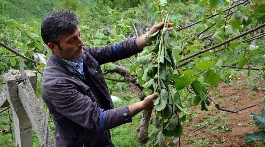 Şiddetli R&uuml;zgar Kivi Bah&ccedil;elerine Zarar Verdi