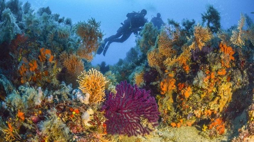 (&ouml;zel Haber) Su Altının Renkli D&uuml;nyası İle Tanışmak 120 Tl