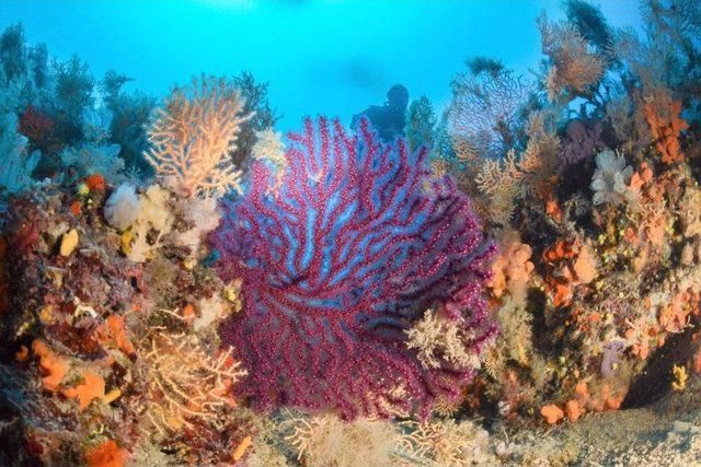 (&ouml;zel Haber) Su Altının Renkli D&uuml;nyası İle Tanışmak 120 Tl 1