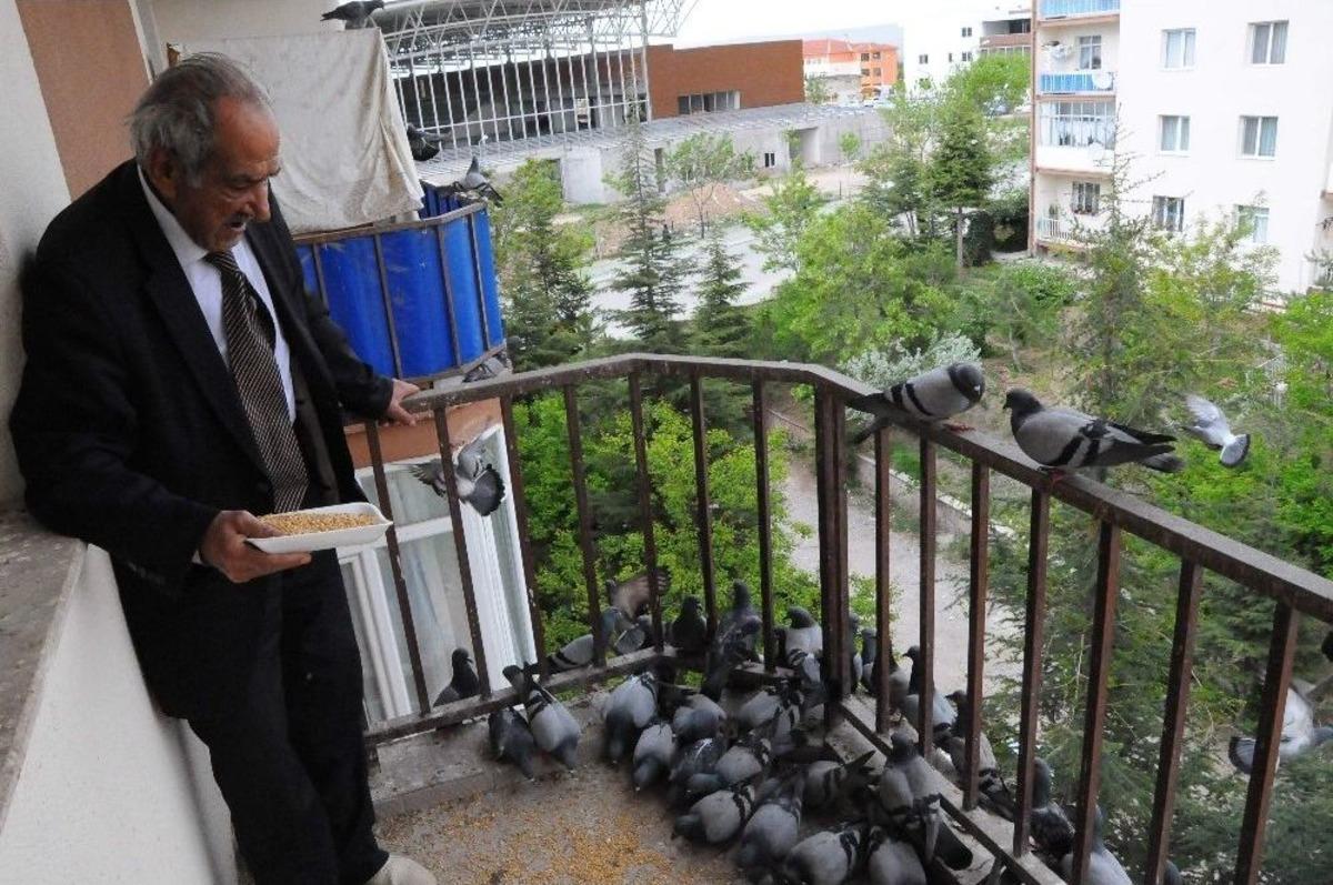 Onlarca G&uuml;vercini Balkonunda Besliyor
