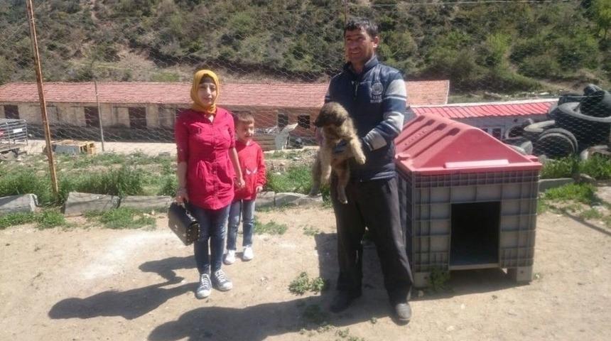 Simav&rsquo;a K&ouml;pek Barınağı