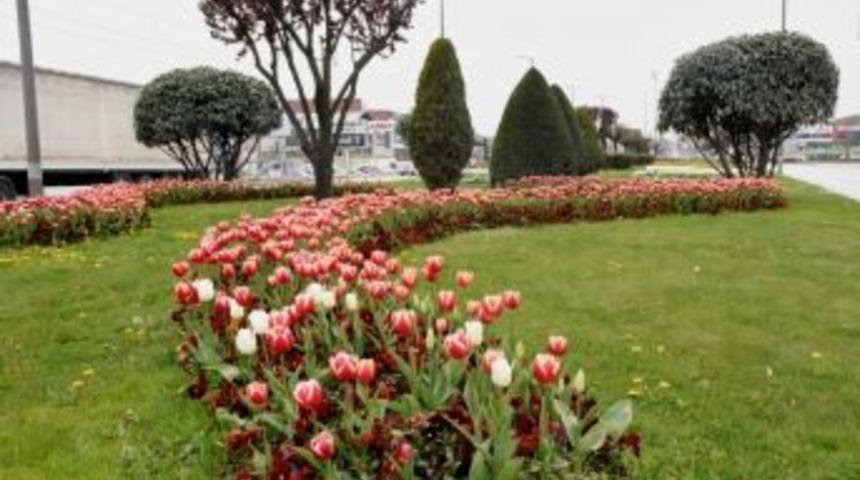 D&uuml;zce Belediyesi Ağa&ccedil;landırma İ&ccedil;in İhale A&ccedil;ılıyor