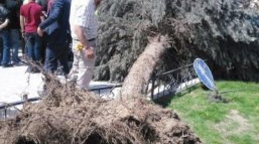 Belediye İş&ccedil;isinin &Uuml;zerine Ağa&ccedil; Devrildi