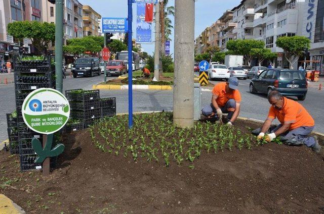 Büyükşehir’den Alanya’ya 250 Bin Çiçek