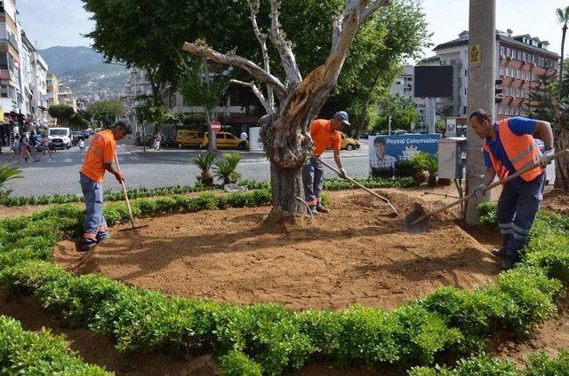 Büyükşehir’den Alanya’ya 250 Bin Çiçek