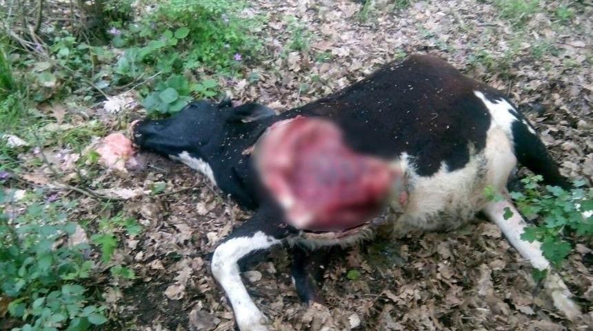 Kandıra&rsquo;da Otlatmaya &Ccedil;ıkarılan Dana Par&ccedil;alanmış Halde Bulundu