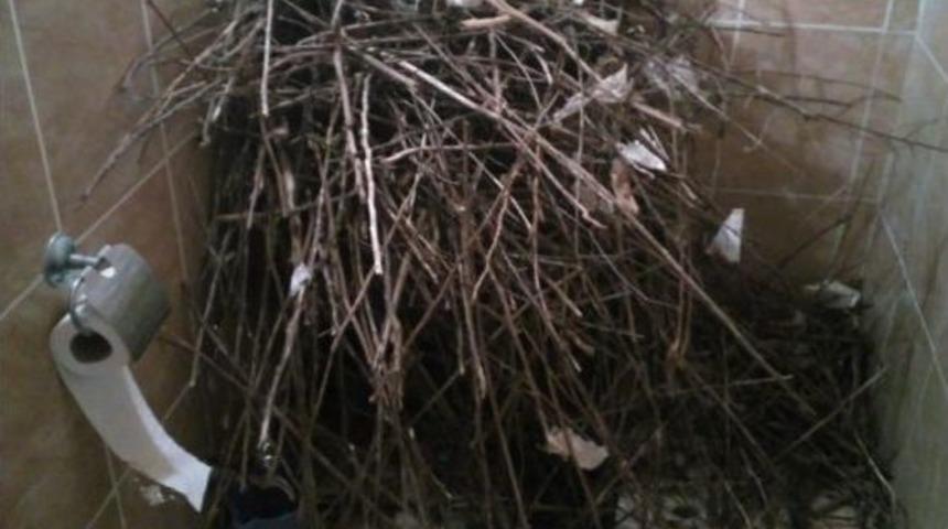 Kargaların Yuva Yaptığı Tuvaleti Kullanıma Kapattı