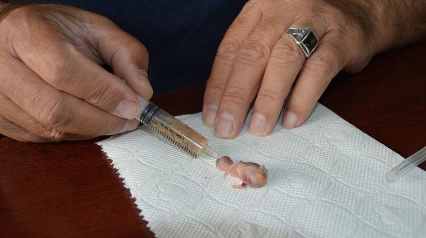 Balkona D&uuml;şen Yavru Kuşu Şırıngayla Besliyor