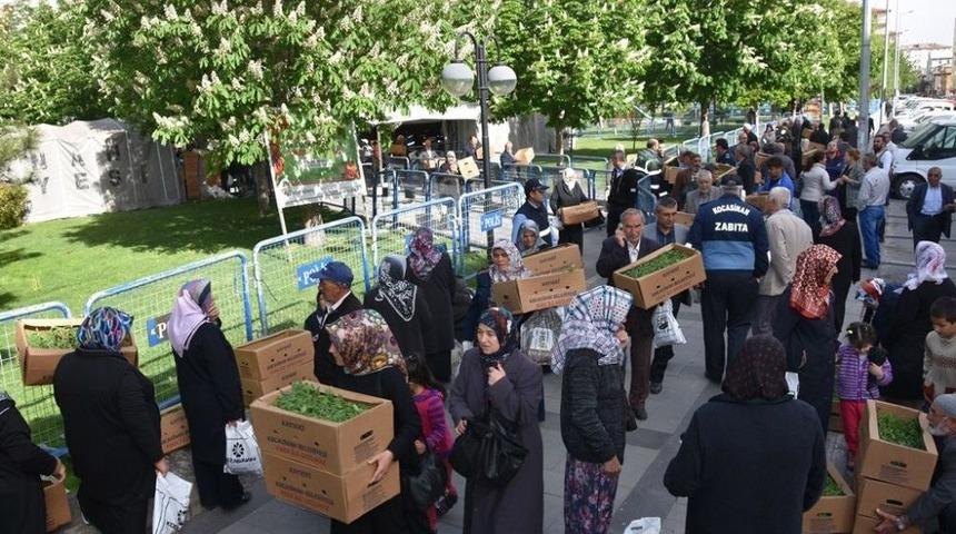Domates Fiyatları Arttı, Vatandaşlar Belediyenin Dağıttığı Domates Fidelerine Akın Etti