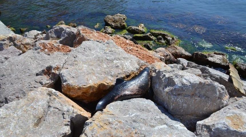 Sinop&rsquo;ta Yunuslar Sahile Vurdu