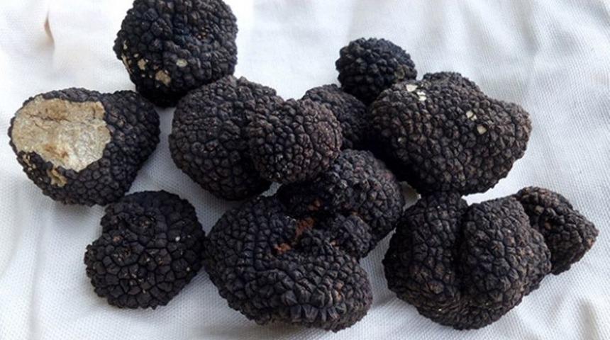 Kastamonu&rsquo;da Tr&uuml;f Mantarı Ormanı İ&ccedil;in &Ccedil;alışmalar Başlatıldı