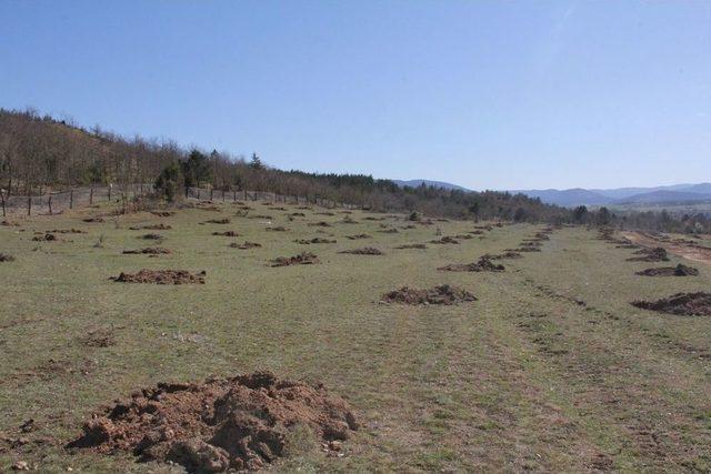 Kastamonu’da Trüf Mantarı Ormanı İçin Çalışmalar Başlatıldı