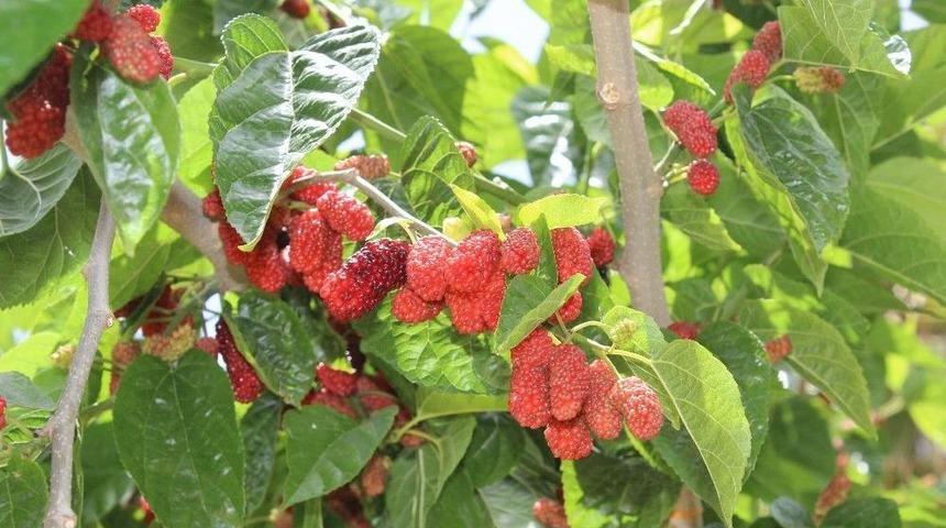 Urmu Dut Rengini Almaya Başladı