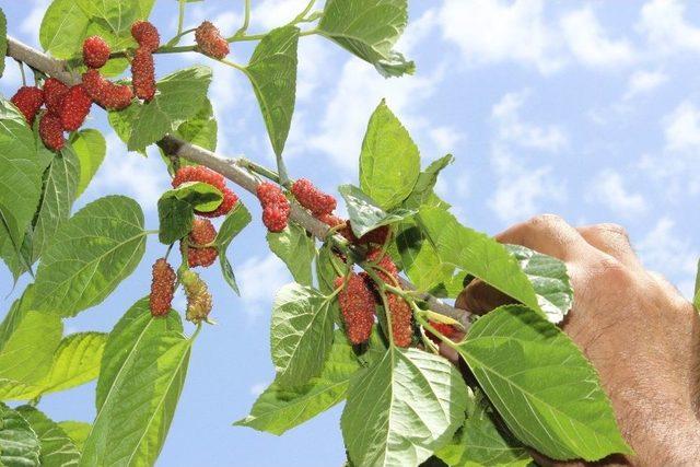 Urmu Dut Rengini Almaya Başladı