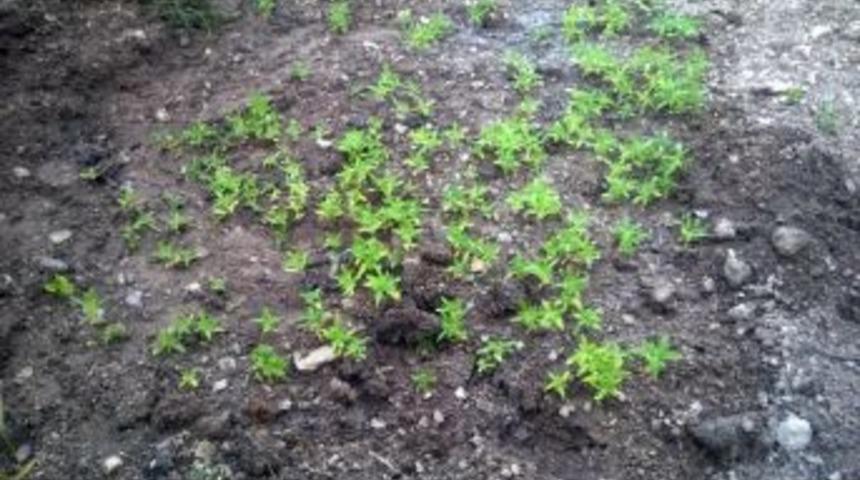 268 K&ouml;k Kenevir Ekti, Jandarmaya Yakalandı