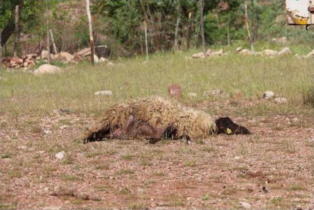 Göçerlere Yayla Yolunda 'güvenlik' Engeli