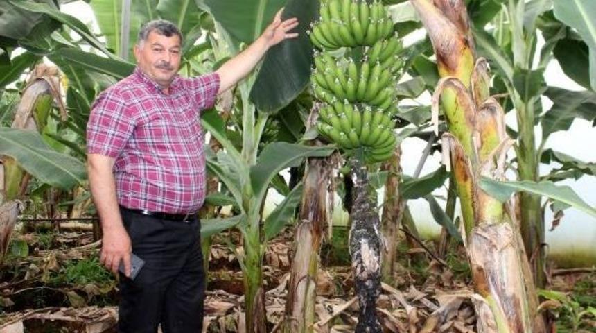 T&uuml;keticinin Elini Yakan Muz &Uuml;reticiyi G&uuml;ld&uuml;rd&uuml;