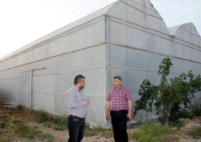 T&uuml;keticinin Elini Yakan Muz &Uuml;reticiyi G&uuml;ld&uuml;rd&uuml; 1