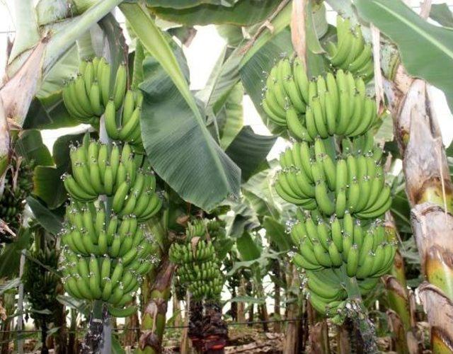 T&uuml;keticinin Elini Yakan Muz &Uuml;reticiyi G&uuml;ld&uuml;rd&uuml; 2